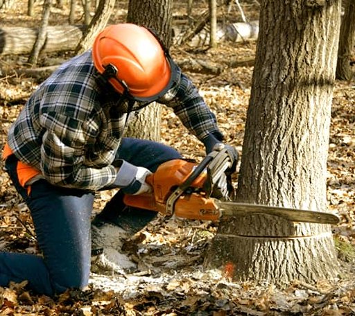Tree Removal in Mcewen, TN
